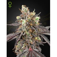 Gelato 41 x Gelato 41 Auto, Фасовка: 5